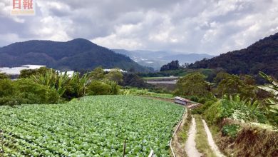 Photo of 金馬崙菜農運輸恢復  蔬菜供應料下週回穩