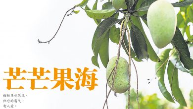 Photo of 【招牌菜】果香肉甜 芒果你太迷人！