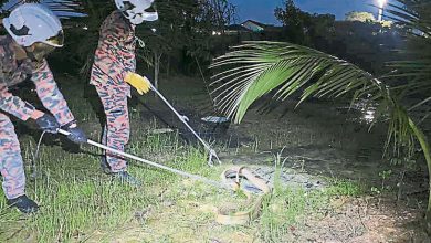 Photo of 9呎眼鏡蛇藏柴堆 園主求助消拯員捉拿