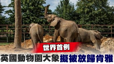 Photo of 世界首例 英國動物園大象擬被放歸肯雅