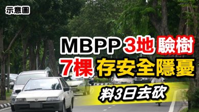 Photo of MBPP3地驗樹   7棵存安全隱憂