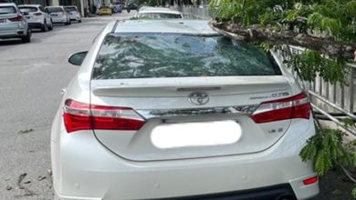 Photo of 威省市廳:樹幹斷裂砸中汽車 可向外環公路公司投訴