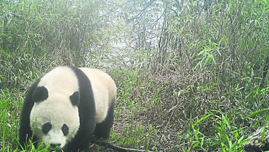 Photo of 野外大熊貓逾1800隻 從瀕危降為易危