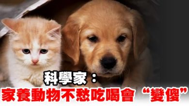 Photo of 科學家：家養動物不愁吃喝會“變傻”