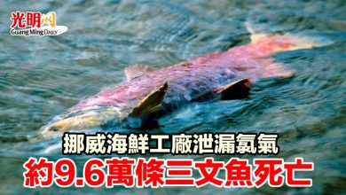 Photo of 挪威海鮮工廠泄漏氯氣 約9.6萬條三文魚死亡