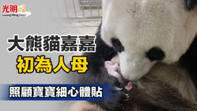 Photo of 大熊貓嘉嘉初為人母 照顧寶寶細心體貼