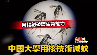 Photo of 用輻射破壞生育能力 中國大學用核技術滅蚊