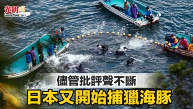 Photo of 儘管批評聲不斷 日本又開始捕獵海豚