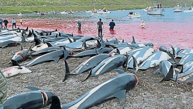 Photo of 法羅群島屠殺1428海豚