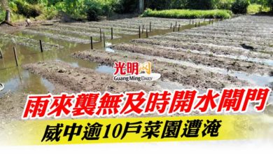 Photo of 雨來襲無及時開水閘門  威中逾10戶菜園遭淹