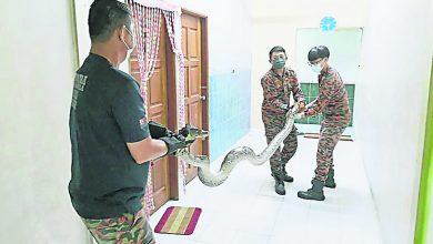 Photo of 消拯員活擒19kg蟒蛇