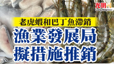 Photo of 老虎蝦和巴丁魚滯銷 漁業發展局擬措施推銷