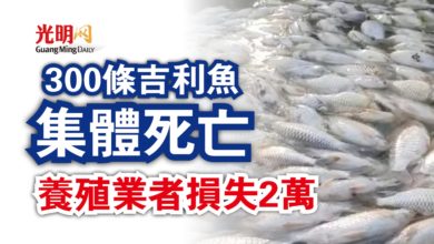 Photo of 300條吉利魚集體死亡  養殖業者損失2萬