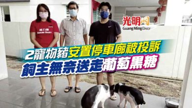 Photo of 【內附視頻】2寵物豬安置停車廊被投訴 飼主無奈送走葡萄黑糖