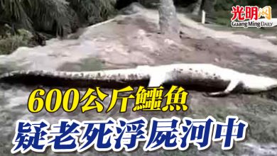 Photo of 600公斤鱷魚 疑老死浮屍河中