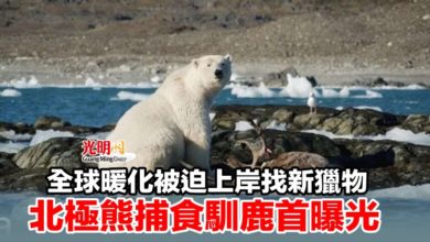 Photo of 全球暖化被迫上岸找新獵物 北極熊捕食馴鹿首曝光