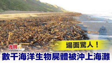 Photo of 場面驚人！數千海洋生物屍體被沖上海灘