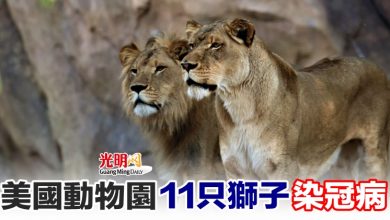 Photo of 美國動物園11只獅子染冠病