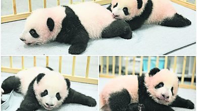 Photo of 日孿生熊貓取名曉曉蕾蕾