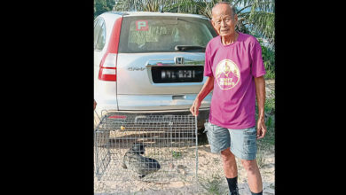 Photo of 老同學設陷阱捉到 男子買被擒果子狸放生
