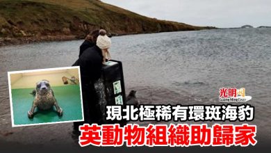 Photo of 現北極稀有環斑海豹 英動物組織助歸家