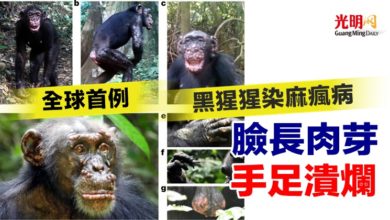 Photo of 全球首例黑猩猩染麻瘋病 臉長肉芽手足潰爛