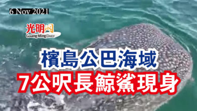 Photo of 【內附視頻】檳島公巴海域  7公呎長鯨鯊現身