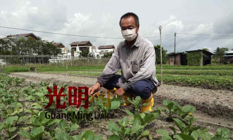 黃揚露：這次的雨季已持續太久，酸性的雨水也嚴重破坏蔬菜生長。