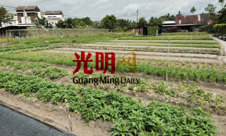 黃揚露選擇縮小种植范圍，放棄翻种，減少虧損。