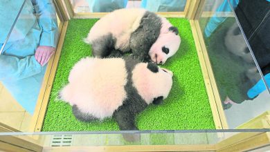 Photo of 法出生熊貓雙胞胎  獲名歡黎黎圓嘟嘟