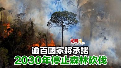 Photo of 逾百國家將承諾2030年停止森林砍伐