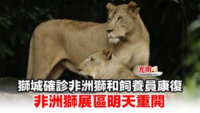 Photo of 獅城確診非洲獅和飼養員康復 非洲獅展區明天重開