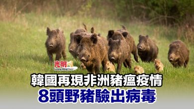 Photo of 韓國再現非洲豬瘟疫情 8頭野豬驗出病毒