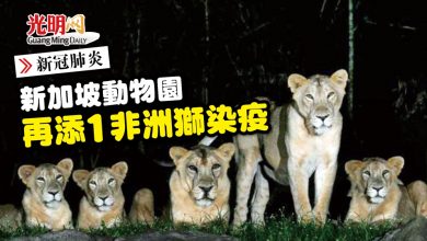 Photo of 【新冠肺炎】新加坡動物園 再添1非洲獅染疫