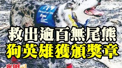 Photo of 救出逾百無尾熊 狗英雄獲頒獎章