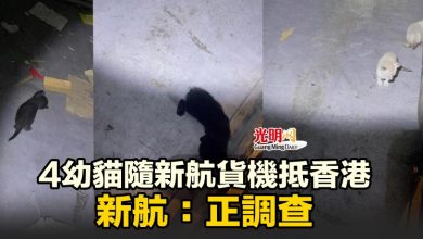 Photo of 4幼貓隨新航貨機抵香港 新航：正調查