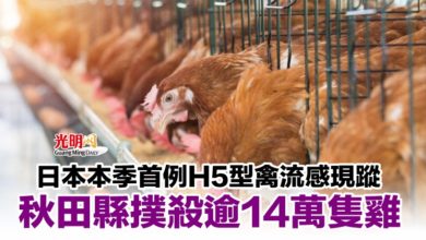 Photo of 日本本季首例H5型禽流感現蹤 秋田縣撲殺逾14萬隻雞