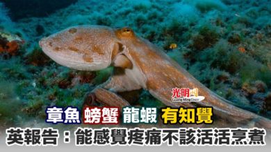 Photo of 章魚螃蟹龍蝦有知覺 英報告：能感覺疼痛不該活活烹煮