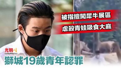 Photo of 被指擅闖犀牛展區 虐殺青蛙吸食大麻 獅城19歲青年認罪