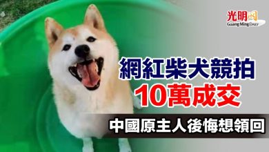 Photo of 網紅柴犬競拍10萬成交 中國原主人後悔想領回