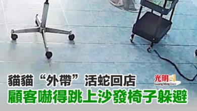 Photo of 貓貓“外帶”活蛇回店 顧客嚇得跳上沙發椅子躲避