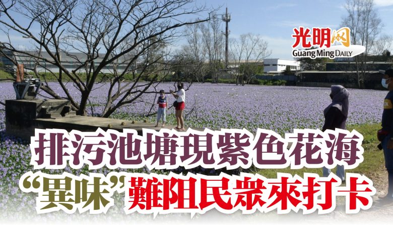 排污池塘現紫色花海 異味 難阻民眾來打卡 北馬 精選 即時 國內 地方 21 12 14 光明日报