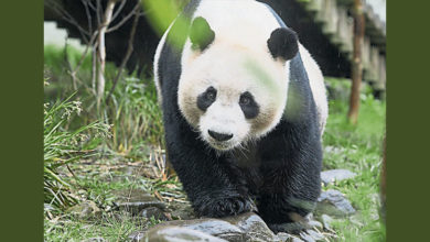 Photo of 租約月底到期 英熊貓將送返中國