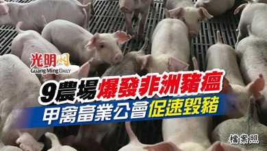 Photo of 9農場爆發非洲豬瘟 甲禽畜業公會促速毀豬