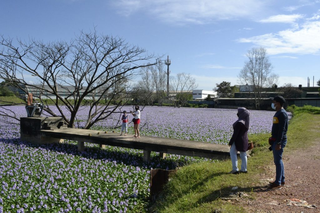 排污池塘現紫色花海 異味 難阻民眾來打卡 光明日报