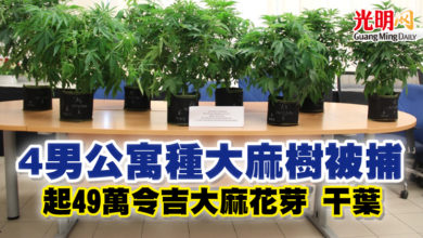 Photo of 4男公寓種大麻樹被捕  起49萬令吉大麻花芽 干葉