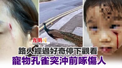 Photo of 路人經過好奇停下觀看 寵物孔雀突沖前啄傷人