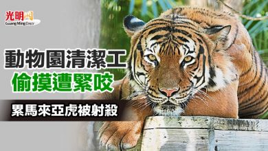 Photo of 動物園清潔工偷摸遭緊咬 累馬來亞虎被射殺