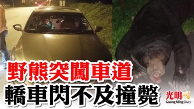 Photo of 野熊突闖車道  轎車閃不及撞斃