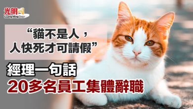 Photo of “貓不是人，人快死才可請假” 經理一句話 20多名員工集體辭職